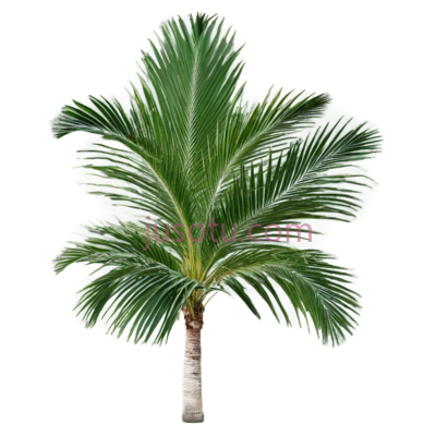 棕榈树,大叶片, PNG