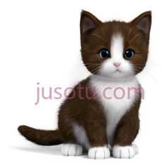 小猫咪PNG