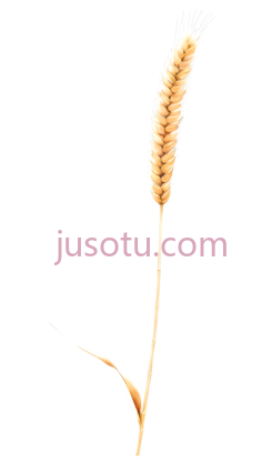 小麦穗PNG