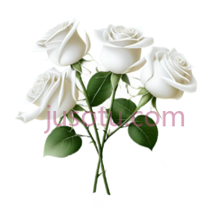 白玫瑰,插画,白色PNG