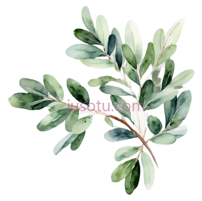 桉树枝,葱郁绿色, PNG