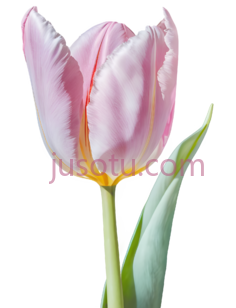 郁金香,自然,粉色PNG
