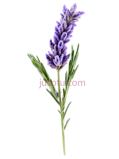 薰衣草,花束,花卉, PNG