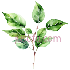 树叶,水彩画,绿色PNG