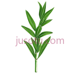 龙舌兰植物PNG