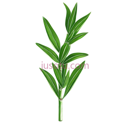 龙舌兰植物, PNG
