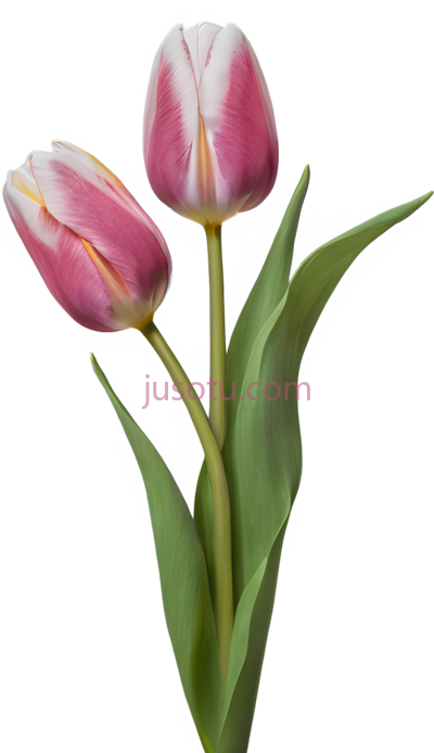 郁金香,粉色,白色, PNG
