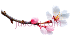 樱花花瓣, PNG