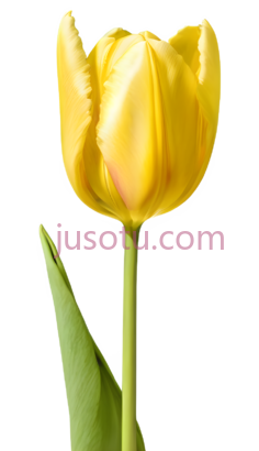 黄色郁金香花瓣PNG