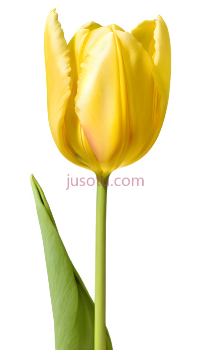 黄色郁金香花瓣, PNG