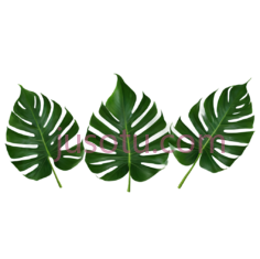 热带,叶子PNG