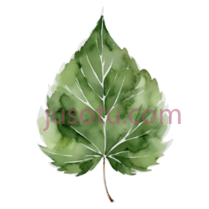 树叶,水彩画,绿色PNG