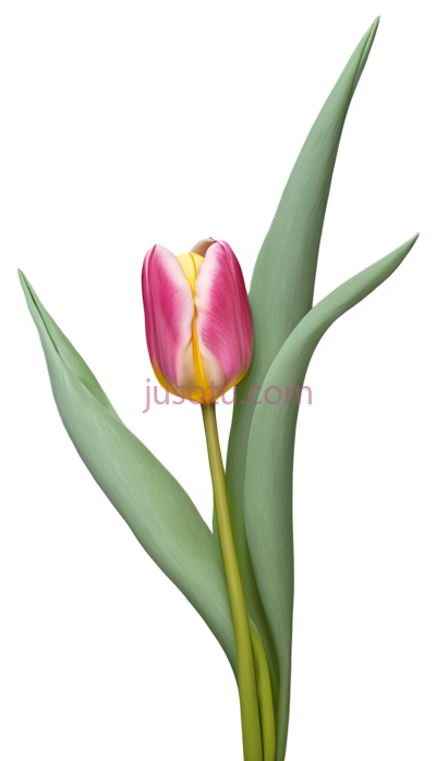 郁金香花瓣, PNG
