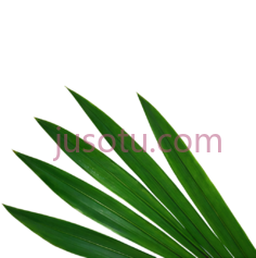 锯棕榈叶PNG