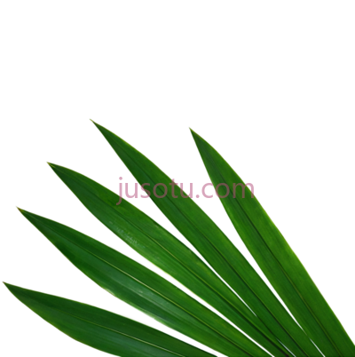 锯棕榈叶, PNG