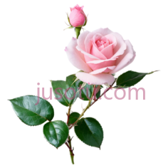 玫瑰,自然,粉色PNG