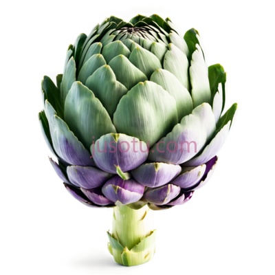 朝鲜蓟,自然,绿色, PNG