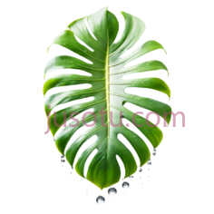 龟背竹叶PNG