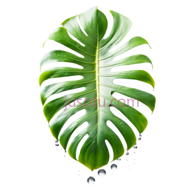 龟背竹叶, PNG