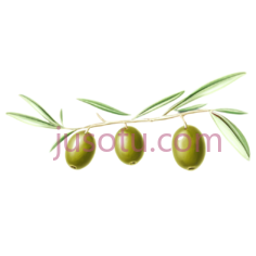 橄榄枝PNG
