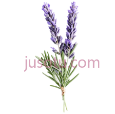 薰衣草,花枝PNG