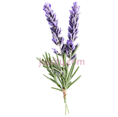薰衣草,花枝, PNG