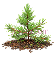 松树,插画,绿色PNG