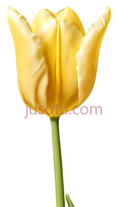 黄色郁金香花瓣PNG
