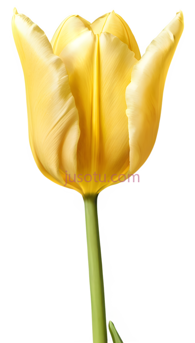 黄色郁金香花瓣, PNG
