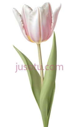 花卉,郁金香PNG