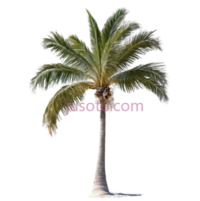 沙滩,棕榈树, PNG