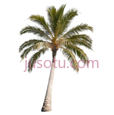 海滩,棕榈树,晴天PNG