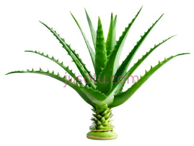 芦荟, PNG