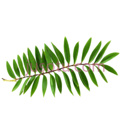 树叶,自然,绿色PNG