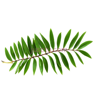 树叶,自然,绿色, PNG