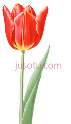 红郁金香PNG