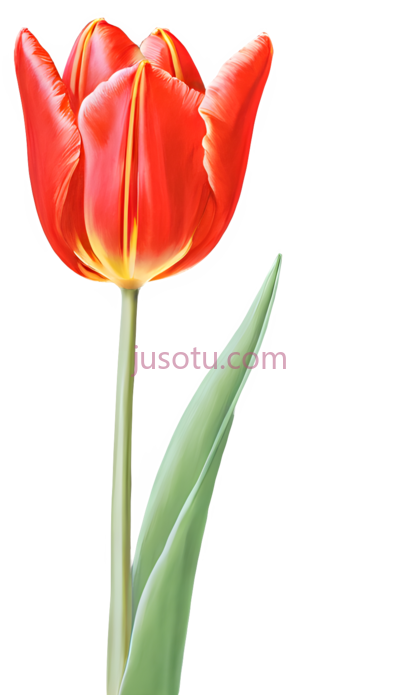 红郁金香, PNG