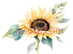 向日葵花瓣PNG