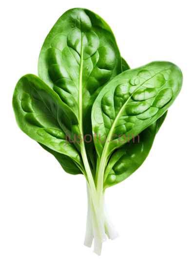 菠菜,叶状, PNG
