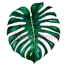 水彩,绿萝叶PNG