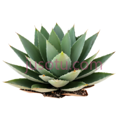 龙舌兰植物PNG
