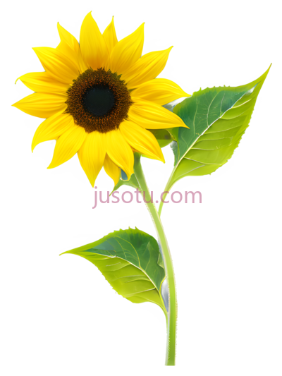 向日葵花瓣, PNG
