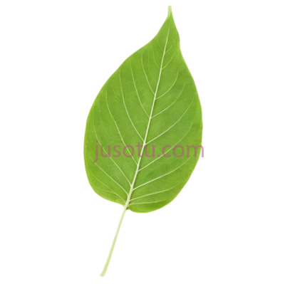 甘蓝叶, PNG