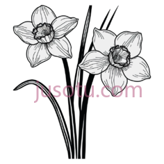 水仙花,线条画,黑白PNG