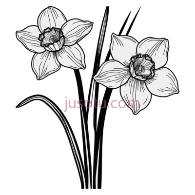 水仙花,线条画,黑白, PNG