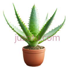 仙人掌,植物PNG