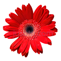 红色花瓣, PNG