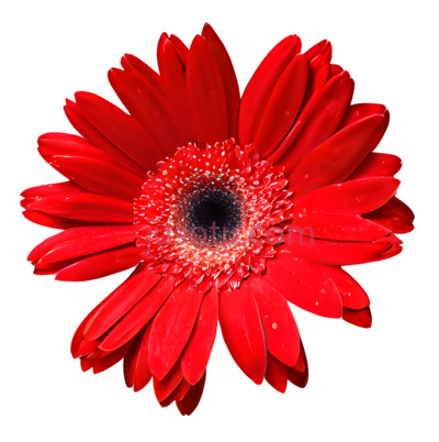红色花瓣, PNG