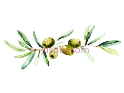 橄榄枝, PNG