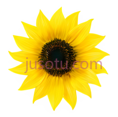向日葵花瓣PNG